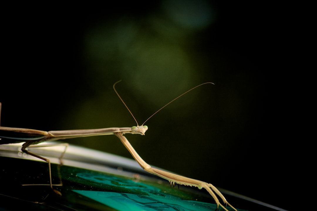 Pengaruh Pajanan Monosodium Glutamat terhadap Histologi Duodenum Tikus Putih Image