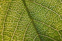 Forms of Linguistic Deviations Found in Latah Coprolalia Behavior in Jombang, East Java, Indonesia Image