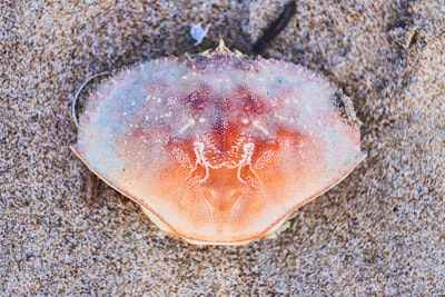 Evaluasi Kinerja Instalasi Pengolahan Lumpur Tinja (IPLT) Keputih, Surabaya Image