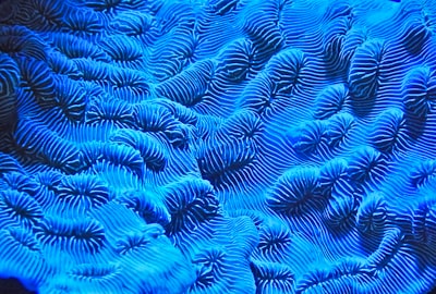 The Impact of Manipura Chakra (Solar Plexus Chakra), Agni (Digestive Fire) and Pachaka Pitta (Food Digestive Fire) in Treating Diabetes Mellitus Image