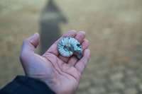 Biochemical Characterization of Insecticide Resistance and Exposure in Aedes Aegypti Population From Wonosobo, Central Java, Indonesia Image