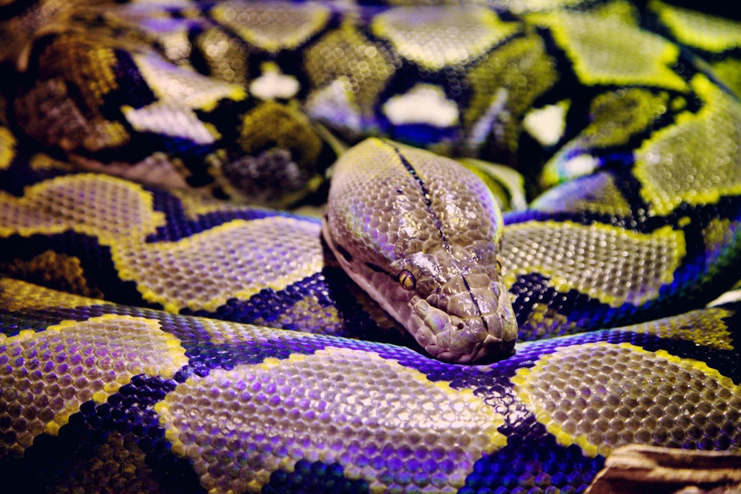 The Effect of Bio Liquid Fertilizer Application on the Growth and Yield of Two Varieties of Maize (Zea Mays L.) Image