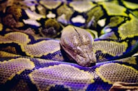 “Children with an Absent Parent: Are They Worse\u002Doff?” Image