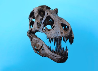 Radiosensitivity and the Influence of Gamma Rays Irradiation on Local Samosir Shallots Image