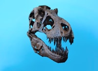 Radiosensitivity and the Influence of Gamma Rays Irradiation on Local Samosir Shallots Image