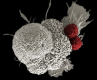 Purification of Biodiesel From Crude Palm Oil Using Multistage Portable Fixed Bed Adsorber Image