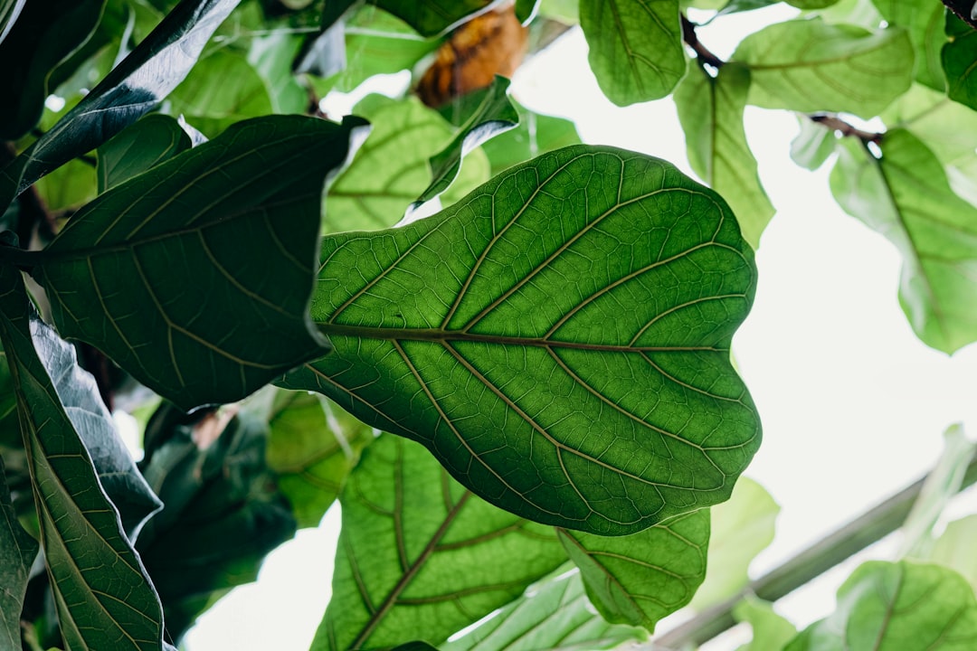 Pengaruh Pemberian Asam Humat (Berasal Dari Batubara Muda) Dan Pupuk N Terhadap Pertumbuhan Dan Produksi Tanaman Tomat (Lycopersicum Esculentum Mill) Image