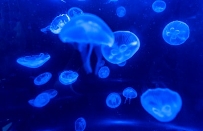 Improvement of the Technology of Garden Strawberry Jam in Combination with Apple Puree Image