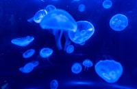 Perkembangan Sosial Emosional Anak Melalui Interaksi Sosial Dengan Teman Sebaya Di Paud Nurul Hidayah, Desa Lampuuk, Kabupaten Aceh Besar Image