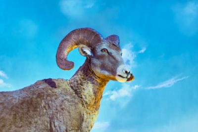 Potensi Ekonomi Ikan Dan Produk Perikanan Indonesia Dalam Lingkup Masyarakat Ekonomi ASEAN Image