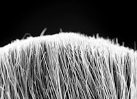 Identifikasi Karakter Kuantitatif Dan Kualitatif Beberapa Varietas Tomat (Lycopersicon Esculentum Mill.) Image