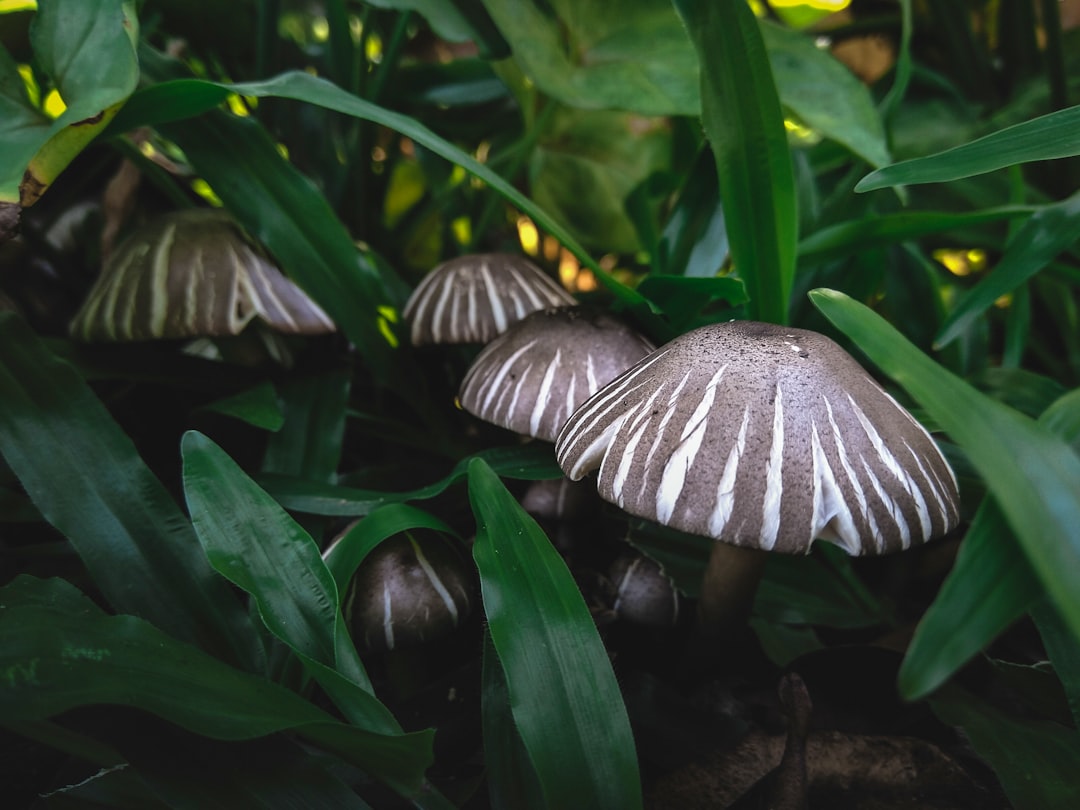 Pengaruh Model Think Pair Share Terhadap Hasil Belajar IPA Sdn 36 Pontianak Selatan Image