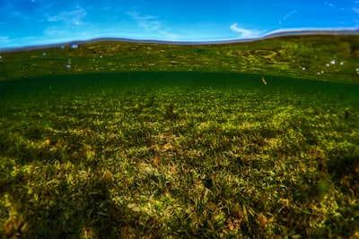 Potensi Beberapa Jenis Tanaman Hias sebagai Fitoremediasi Logam Timbal (Pb) dalam Tanah Image