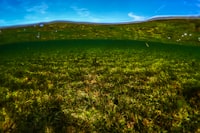 Potensi Beberapa Jenis Tanaman Hias sebagai Fitoremediasi Logam Timbal (Pb) dalam Tanah Image