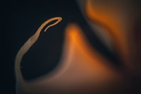 MOTILITAS SPERMATOZOA AYAM KAMPUNG MENGGUNAKAN PENGENCER YANG DITAMBAHKAN MADU MONOFLORA DENGAN LEVEL DAN JENIS YANG BERBEDA Image