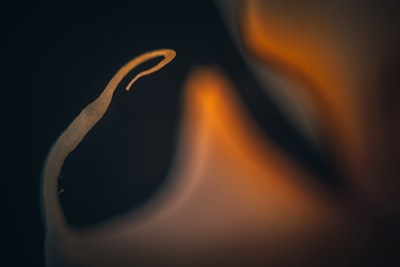 MOTILITAS SPERMATOZOA AYAM KAMPUNG MENGGUNAKAN PENGENCER YANG DITAMBAHKAN MADU MONOFLORA DENGAN LEVEL DAN JENIS YANG BERBEDA Image