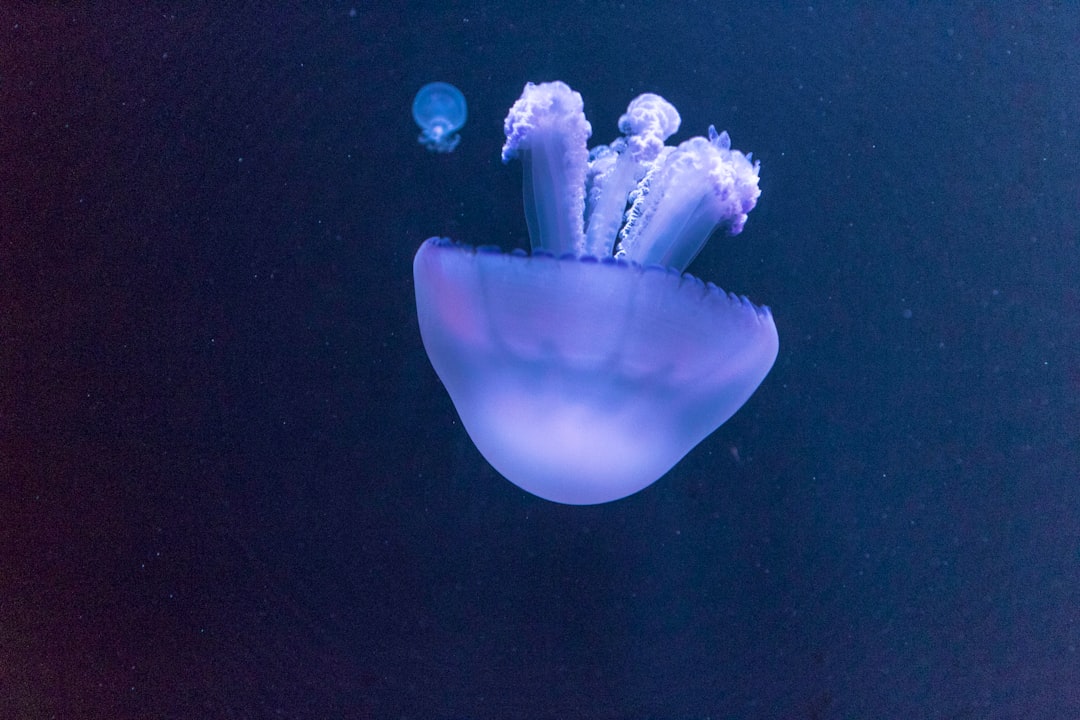 Pengaruh Suhu Deraan dan Lama Penderaan pada Viabilitas Benih Tomat (Lycopersicon Esculentum Mill.) Varietas Oval Image