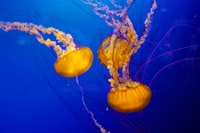 Implementasi Metode Watershed Transformation dalam Segmentasi Tulisan Aksara Bali Berbasis Histogram Image