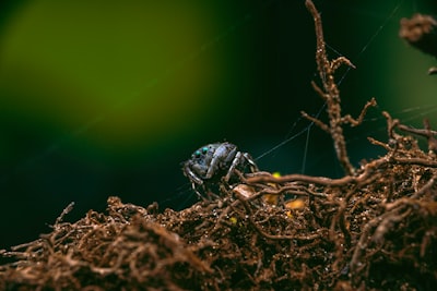 Desain dan Kinerja Mesin Terintegrasi untuk Mencacah Daun Sawit dan Mengempa Pelepah Sawit Image