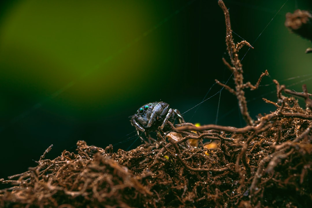 Identitas Kalimat Eksklamatif dalam Bahasa Arab Image