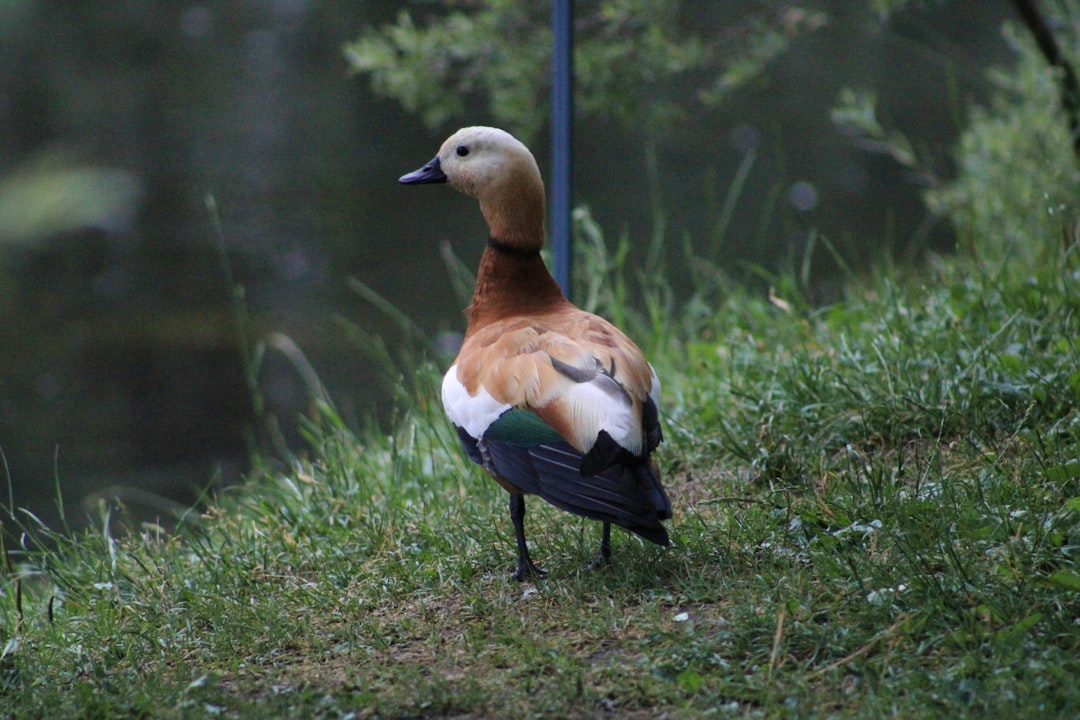 Deteksi Respon Konsentrasi terhadap Rangsangan Suara secara Real\u002DTime Menggunakan Wavelet dan Support Vector Machine Image