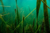 Analisis Proses Perencanaan Sumber Daya Manusia pada PT. Daya Cipta Andalan Persada Surabaya Image