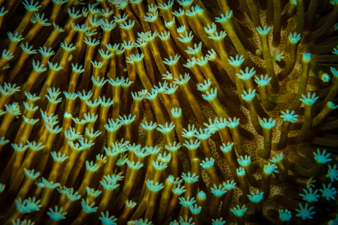 Efikasi Herbisida Metil Metsulfuron Untuk Mengendalikan Gulma Pada Tanaman Kelapa Sawit (Elaeis Guineensis Jacq.) Menghasilkan Image