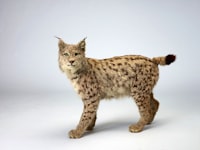 Penggunaan Bahasa Indonesia Baku untuk Mendukung Pembentukan Peraturan Perundang\u002Dundangan Berdasarkan Nilai Kepastian Hukum Image