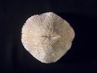 Peningkatan Hasil Belajar IPA melalui Penerapan Model Pembelajaran Kooperatif Tipe Nht di Kelas IV SD Negeri 031 Pulau Kijang Image