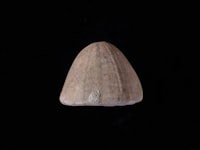 Model Fragmentasi Sistem Basis Data Terdistribusi Studi Kasus Sistem Member Warnet Image