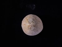 Petatah Petitih Kearifan Lokal Ekonomi dan Bisnis Masyarakat Minang Pedagang Rantau di Jakarta Image