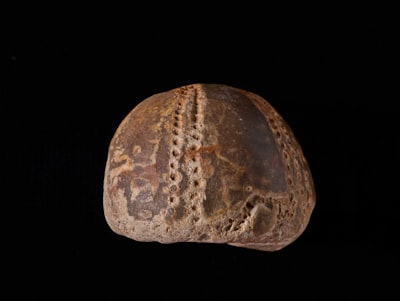 From Beginner to Expert, Experience of the Rotating Nursing Intern in Pre\u002Dprofessional Practice Image