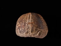 From Beginner to Expert, Experience of the Rotating Nursing Intern in Pre\u002Dprofessional Practice Image