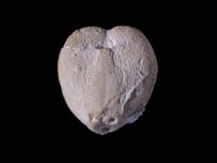 iWASTE: An Automated Waste Classification Technology Using Supervised Learning with Convolution Neural Network and Mf Classifier Image