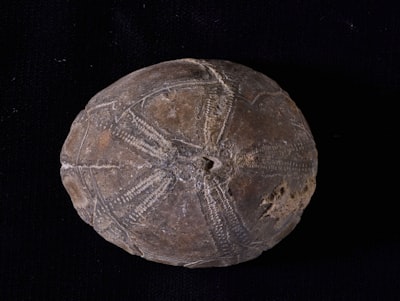 Pengaruh Jumlah Sukrosa Pada Pembuatan Nata De Pina Dari Sari Buah Nanas Image