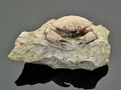 Perancangan Website Desa Wisata Karangrejo sebagai Media Informasi dan Promosi Image