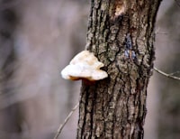 Pencarian Kemiripan Judul Skripsi Dan Abstrak Dengan Metode Exact Match (Studi Kasus Program Studi Teknik Informatika Upn “Veteran” YOGYAKARTA) Image