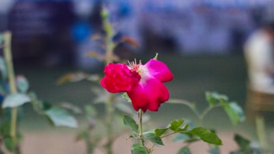 Pengaruh Dosis Pupuk Kandang Kotoran Ayam terhadap Pertumbuhan dan Hasil Cabai Rawit di Tanah Gambut Image