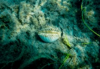 Balita pada Rumahatangga Miskin di Kabupaten Prioritas Kerawanan Pangan di Indonesia Lebih Rentan Mengalami Gangguan Gizi Image