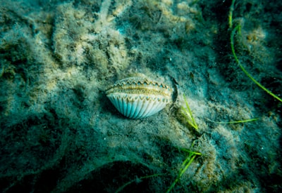 Pengaruh Spektrum Cahaya Tampak Terhadap Laju Fotosintesis Tanaman Air Hydrilla Verticillata Image
