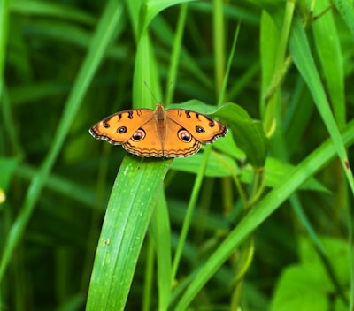 Estimasi Willingness To Pay untuk Libur Sekolah Akibat Kebakaran Hutan: Teori yang Mendasari. Langkah\u002Dlangkah, dan Reduksi Bias yang Mungkin Timbul Image
