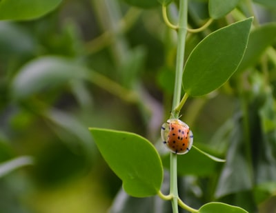 Perencanaan Bendung Gerak dengan Pintu Air (Floodgate) Tipe Drum Gate untuk Kontrol Banjir pada Daerah Aliran Sungai Bendung Walahar Kabupaten Karawang Image