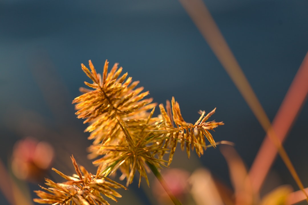 Voluntary Retirement Scheme (Vrs) in Public Sector Banks (Psbs) Particularly, the State Bank of India (SBI) Image